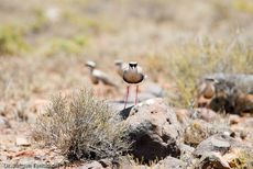 Regenpfeifer (1 von 3).jpg